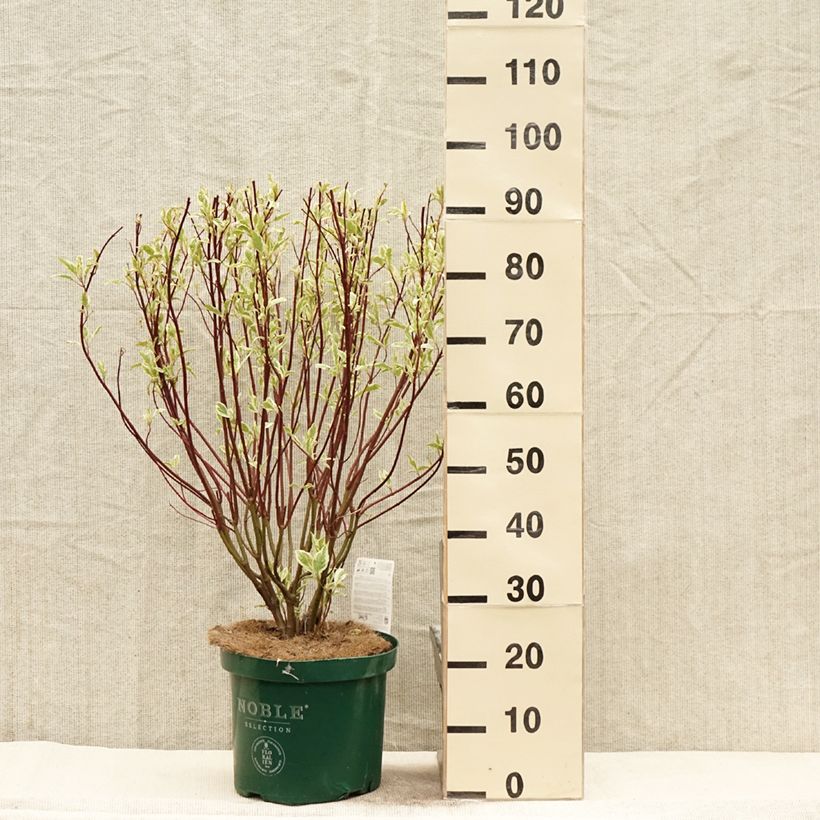 Cornus alba Ivory Halo Vaso da 7,5L/10L esemplare consegnato in primavera