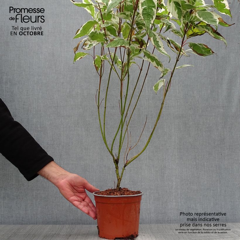 Esemplare di Cornus alba Ivory Halo Vaso da 3L/4L come consegnato in autunno