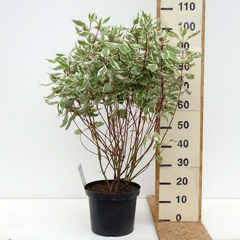 Esemplare di Cornus alba Ivory Halo Vaso da 7,5L/10L come consegnato in autunno