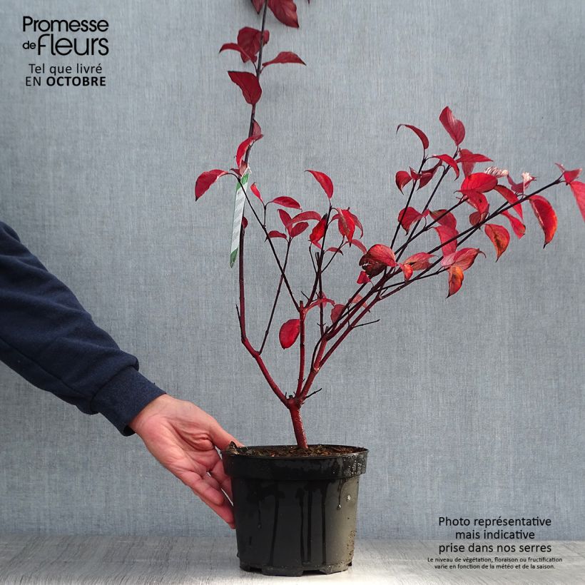 Esemplare di Cornus alba Kesselringii Vaso da 2L/3L come consegnato in autunno