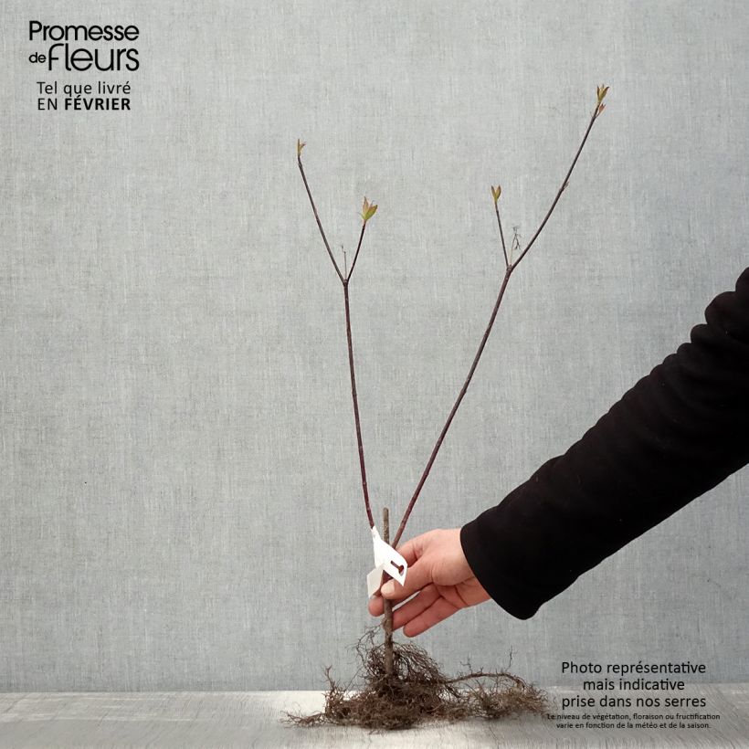 Cornus alba Kesselringii Piante piccole a radice nuda esemplare consegnato in inverno
