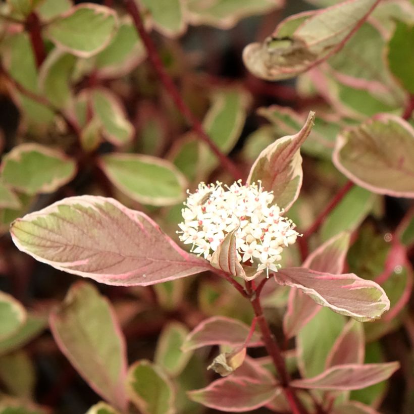Cornus alba Miracle (Fioritura)