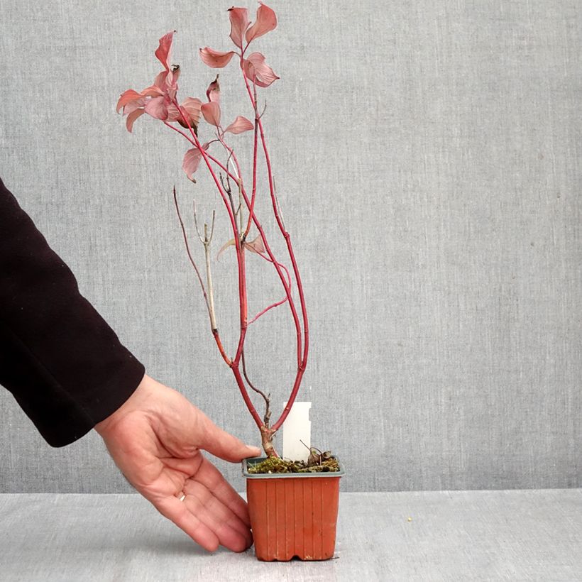 Esemplare di Cornus alba Neon Burst Vasetto da 8/9 cm come consegnato in autunno