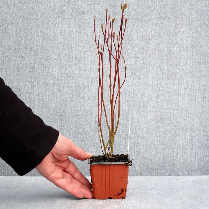 Cornus alba Neon Burst Vasetto da 8/9 cm esemplare consegnato in primavera