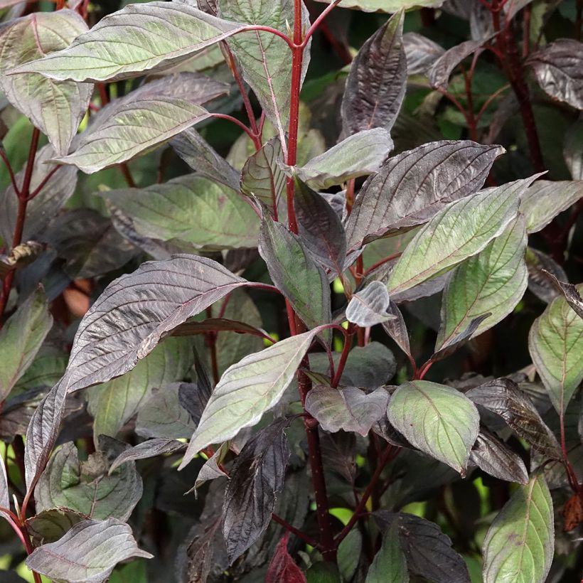 Cornus alba Nightfall (Fogliame)