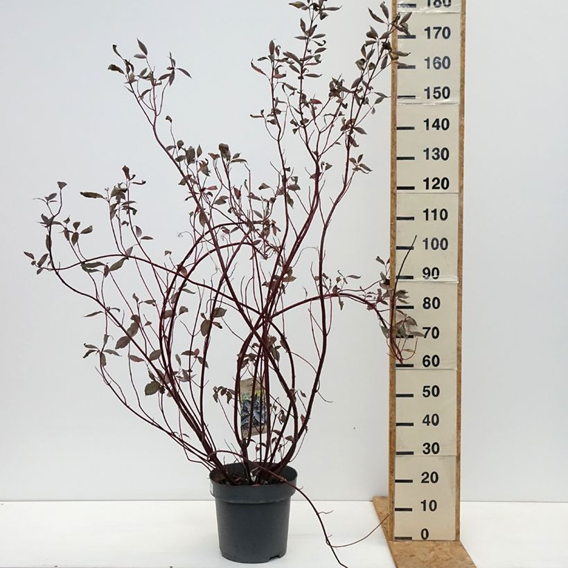 Esemplare di Cornus alba Nightfall Vaso da 12L/15L come consegnato in autunno