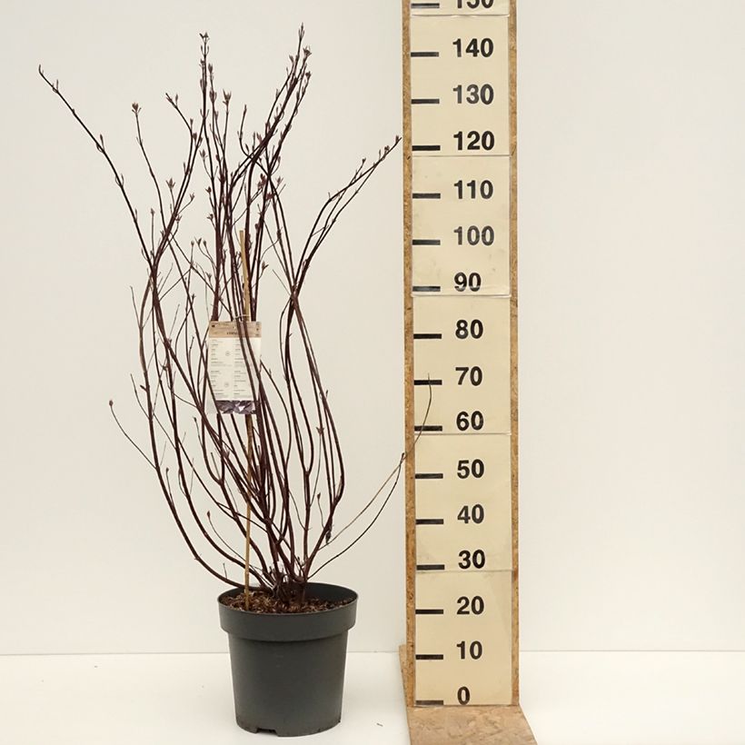 Cornus alba Nightfall Vaso da 12L/15L esemplare consegnato in primavera