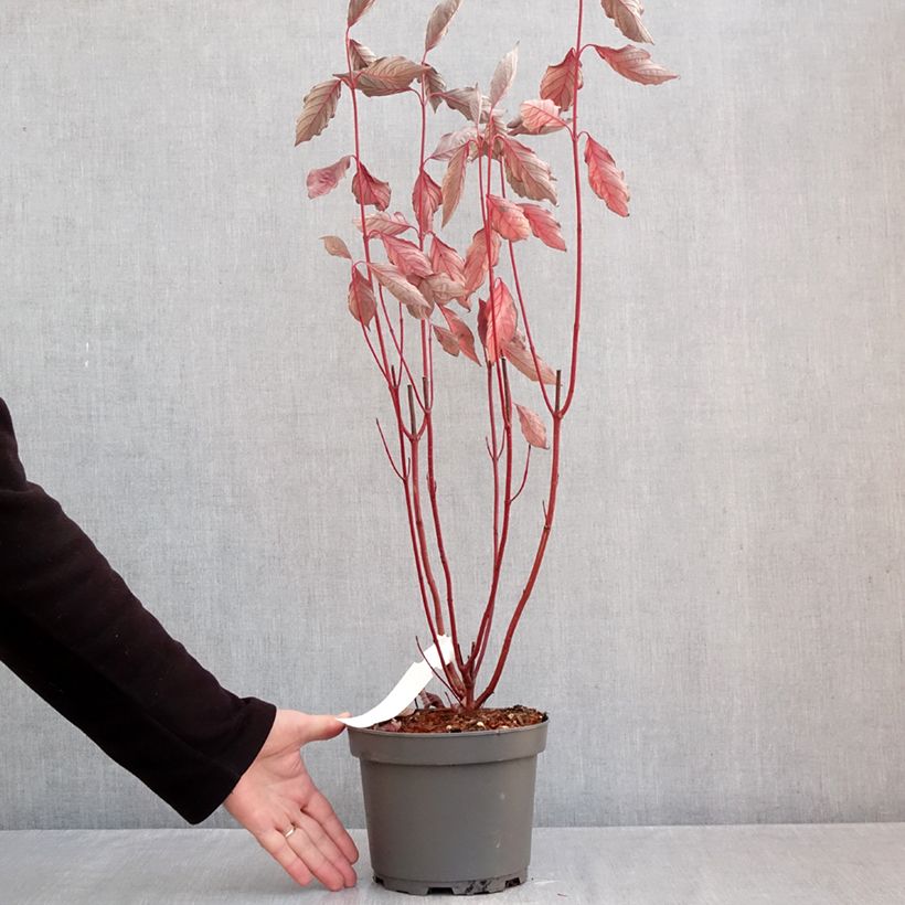 Esemplare di Cornus alba Nightfall Vaso da 3L/4L come consegnato in autunno