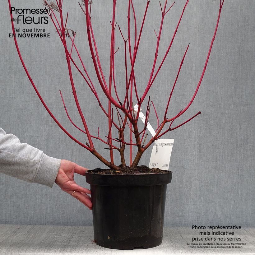 Esemplare di Cornus alba Siberian Pearls Vaso da 7,5L/10L come consegnato in autunno
