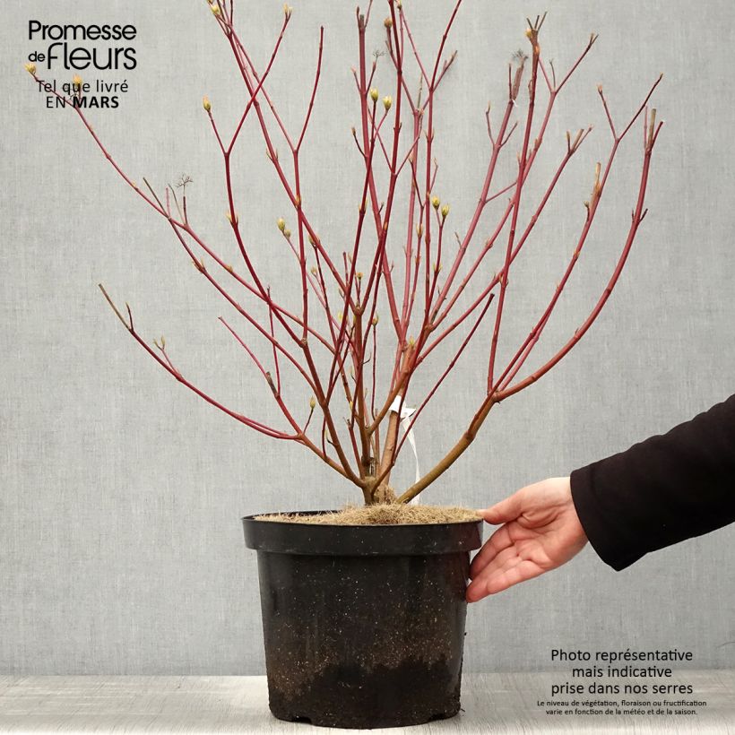 Cornus alba Siberian Pearls Vaso da 7,5L/10L esemplare consegnato in primavera