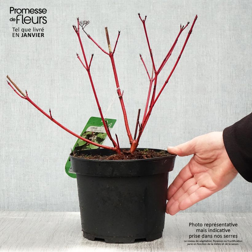 Cornus alba Siberian Pearls Vaso da 3L/4L esemplare consegnato in inverno