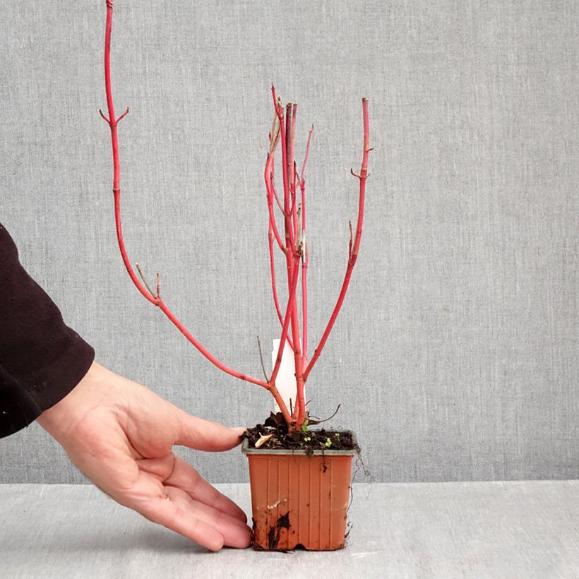 Esemplare di Cornus alba Sibirica Vasetto da 8/9 cm come consegnato in autunno
