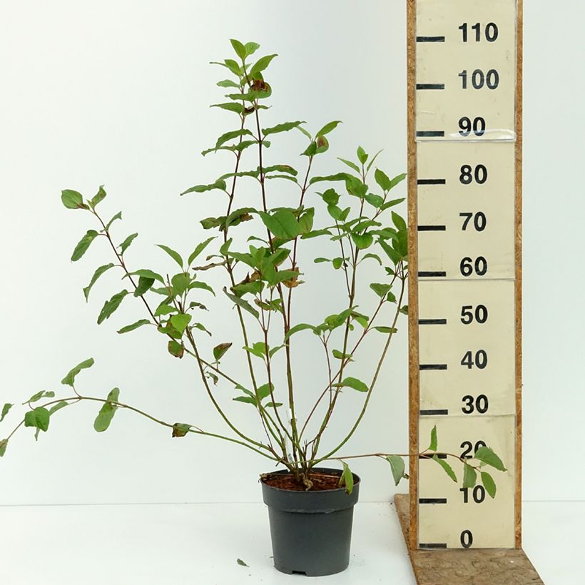 Esemplare di Cornus alba Sibirica Vaso da 6L/7L consegnato in estate