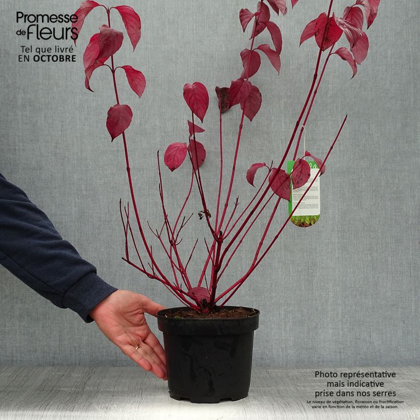 Esemplare di Cornus alba Sibirica Vaso da 2L/3L come consegnato in autunno