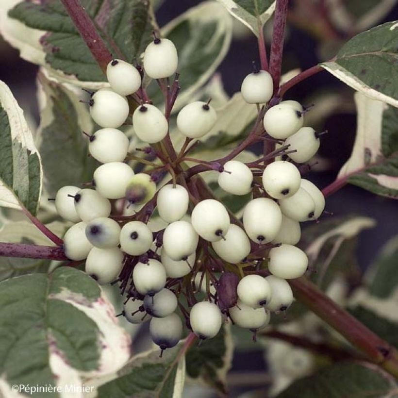 Cornus alba Sibirica Variegata (Raccolta)
