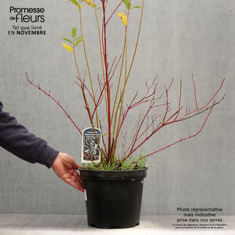 Esemplare di Cornus alba Sibirica Variegata Vaso da 7,5L/10L come consegnato in autunno