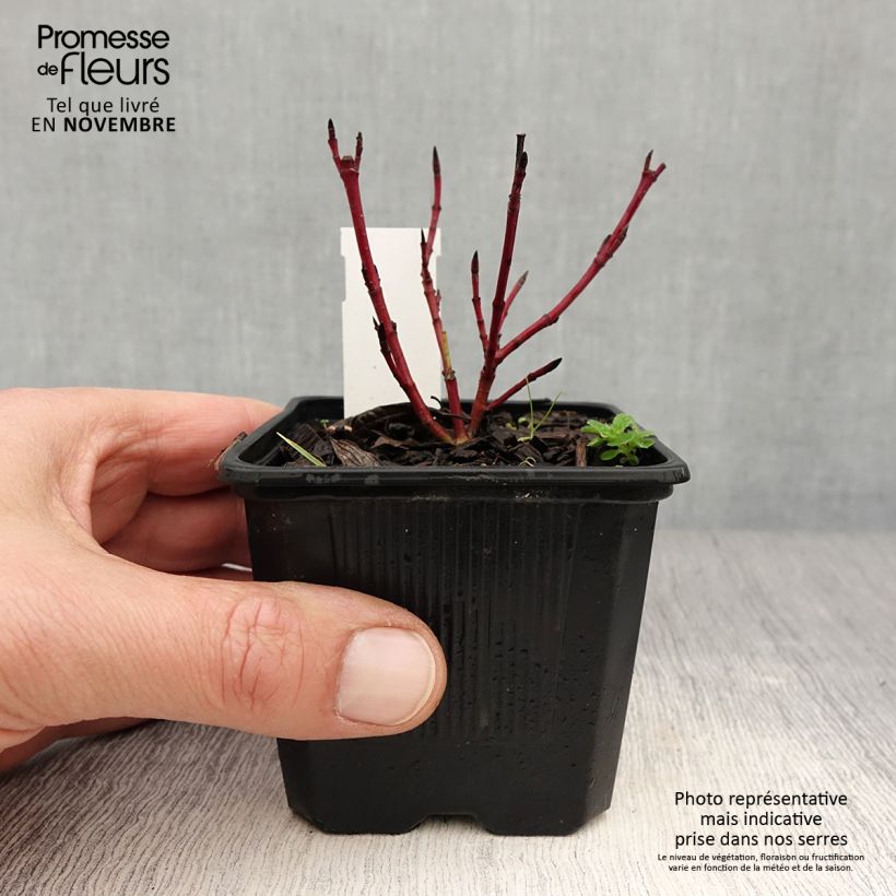 Esemplare di Cornus alba Sibirica Variegata Vasetto da 8/9 cm come consegnato in autunno