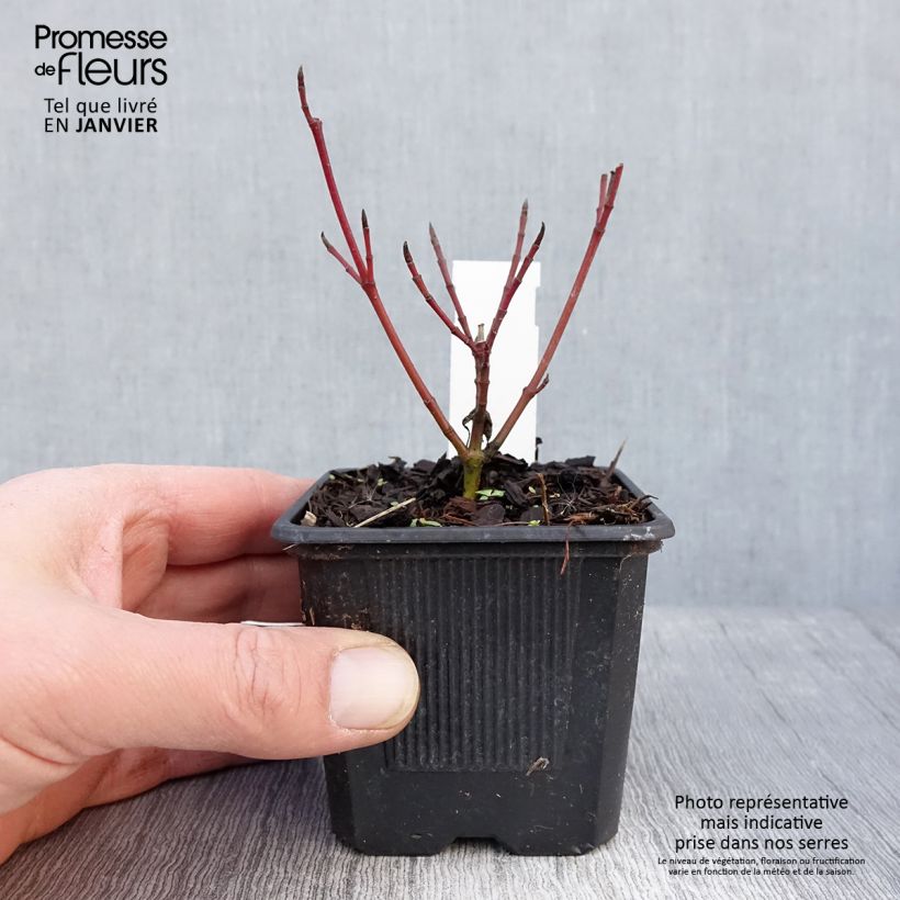 Cornus alba Sibirica Variegata Vasetto da 8/9 cm esemplare consegnato in inverno