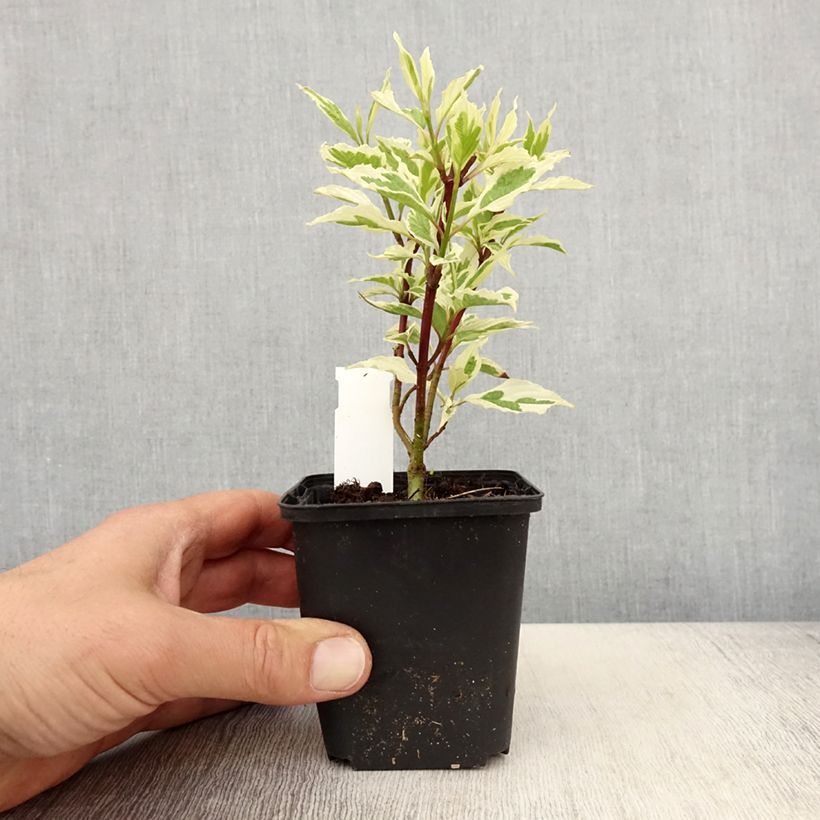 Cornus alba Sibirica Variegata Vasetto da 8/9 cm esemplare consegnato in primavera