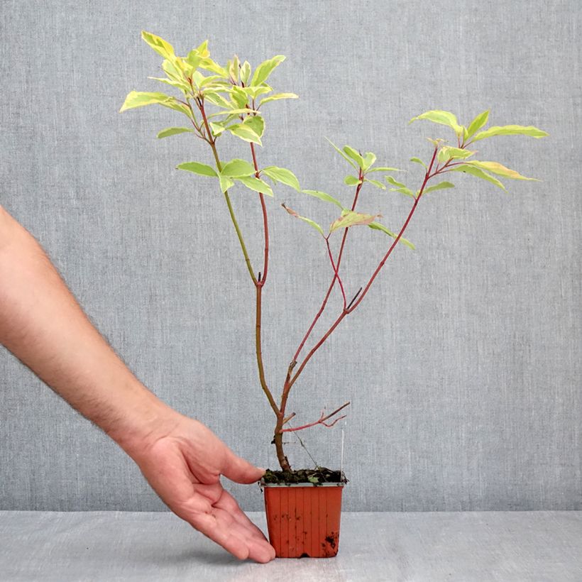 Esemplare di Cornus alba Spaethii Vasetto da 8/9 cm consegnato in estate