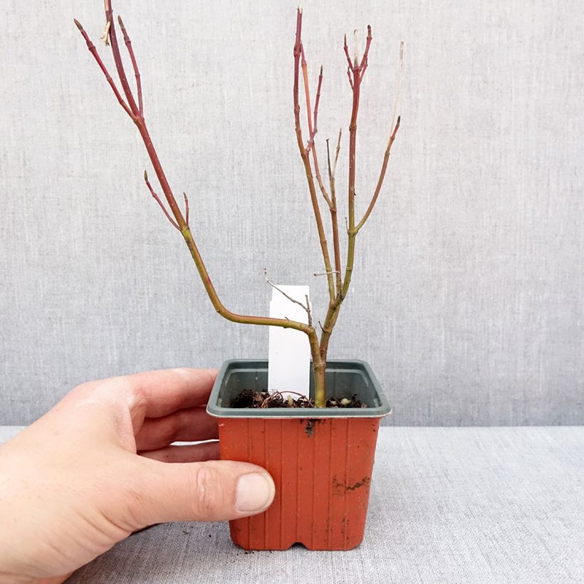 Cornus alba Spaethii Vasetto da 8/9 cm esemplare consegnato in inverno