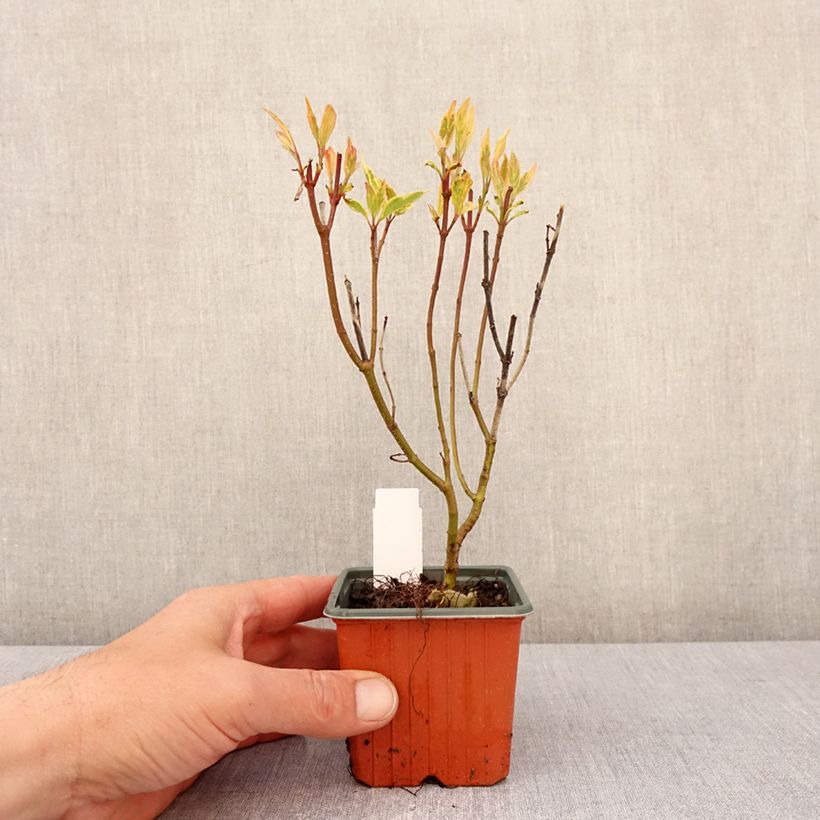 Cornus alba Spaethii Vasetto da 8/9 cm esemplare consegnato in primavera