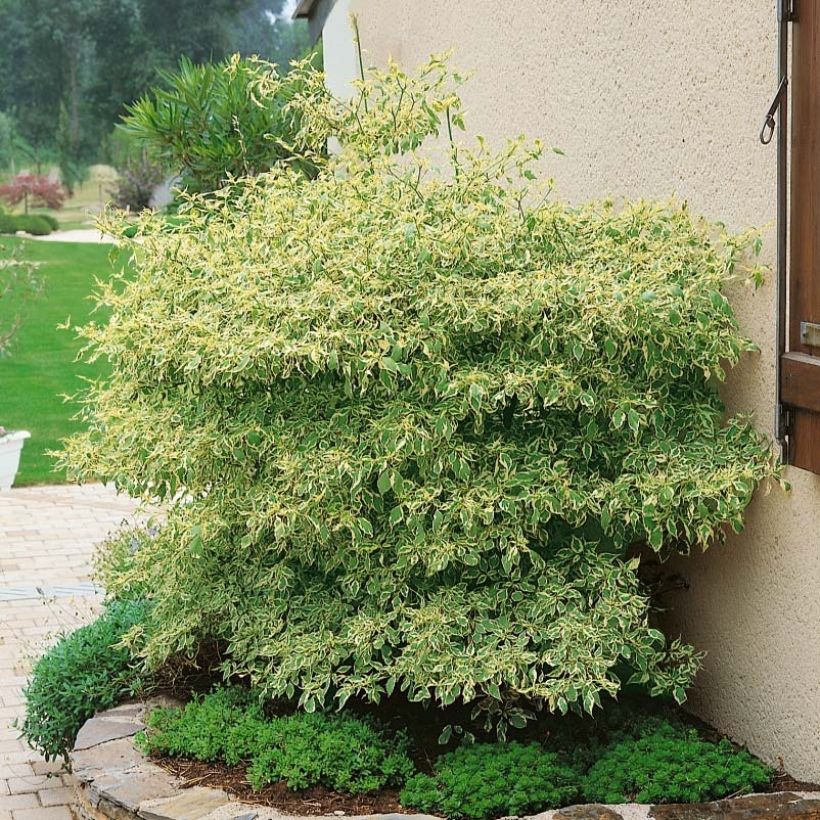 Cornus alternifolia Argentea (Porto)