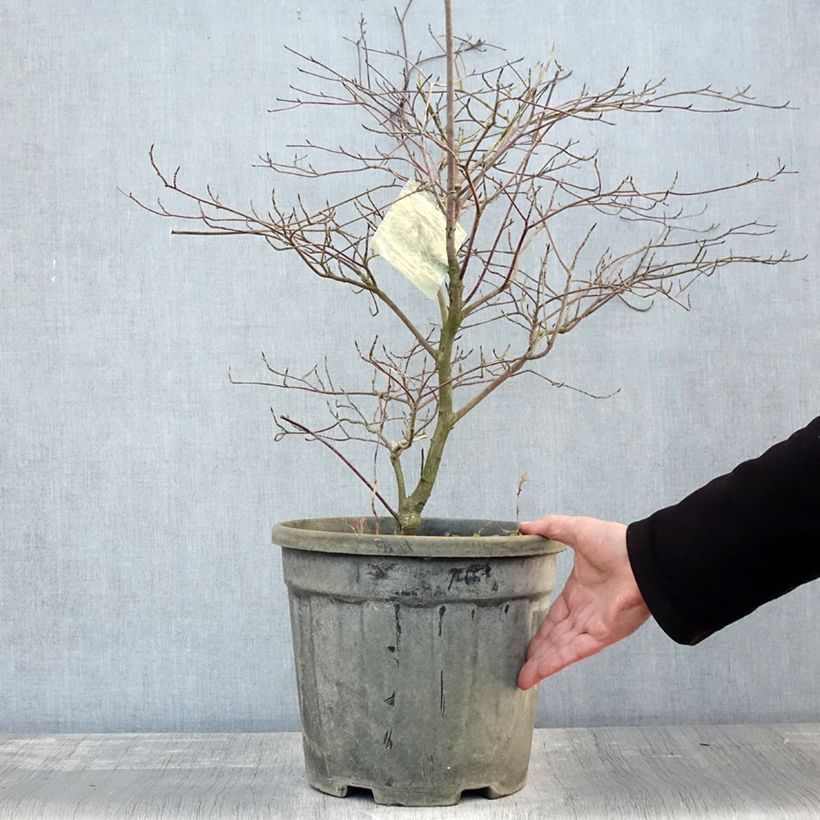 Esemplare di Cornus alternifolia Argentea Vaso da 12L/15L come consegnato in autunno