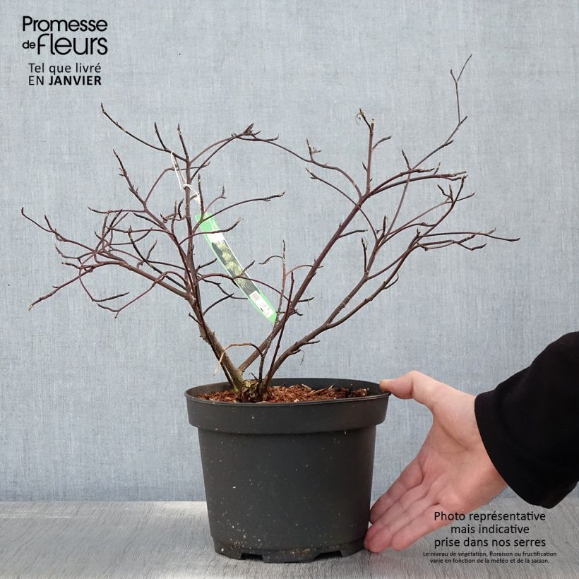 Cornus alternifolia Argentea Vaso da 3L/4L esemplare consegnato in inverno