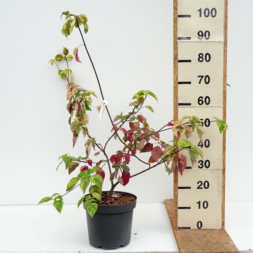 Esemplare di Cornus alternifolia Golden Shadows Vaso da 4L/5L come consegnato in autunno