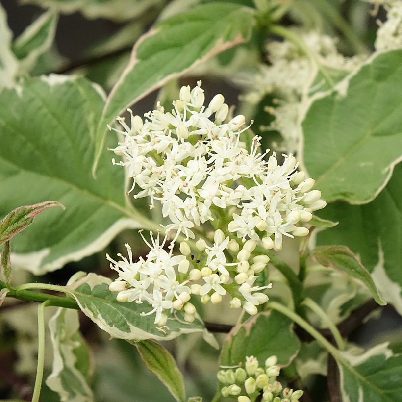 Cornus alternifolia Pinky Spots (Fioritura)