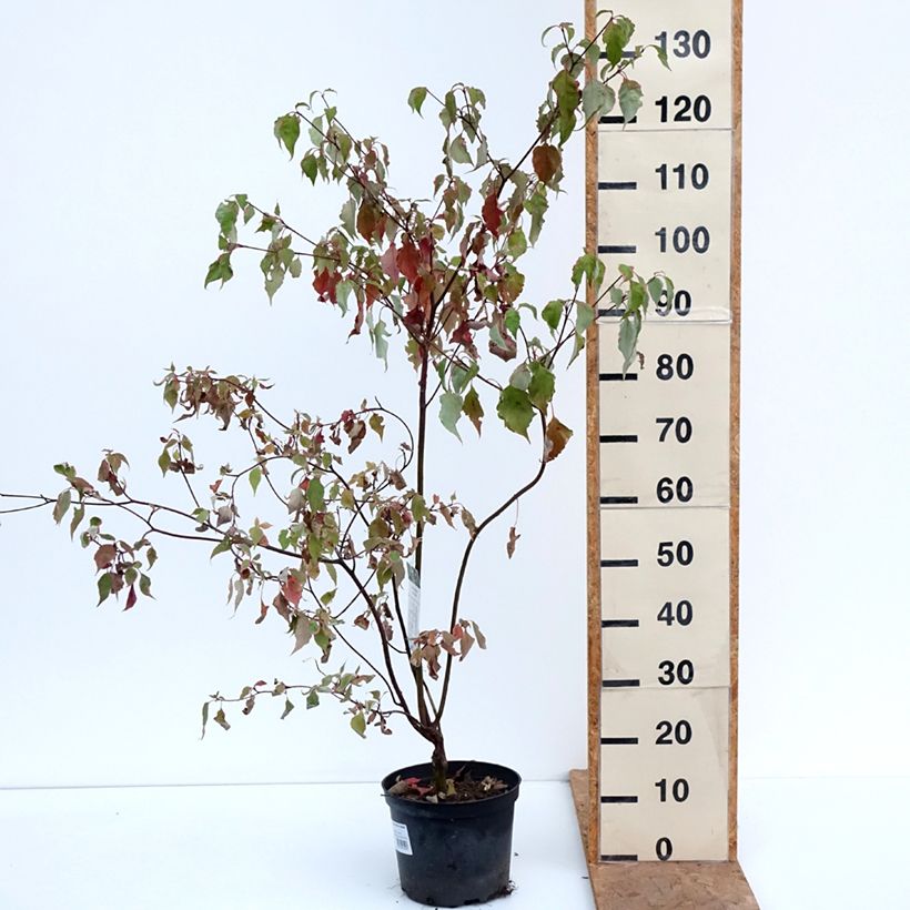 Esemplare di Cornus alternifolia Silver Giant Vaso da 4L/5L come consegnato in autunno