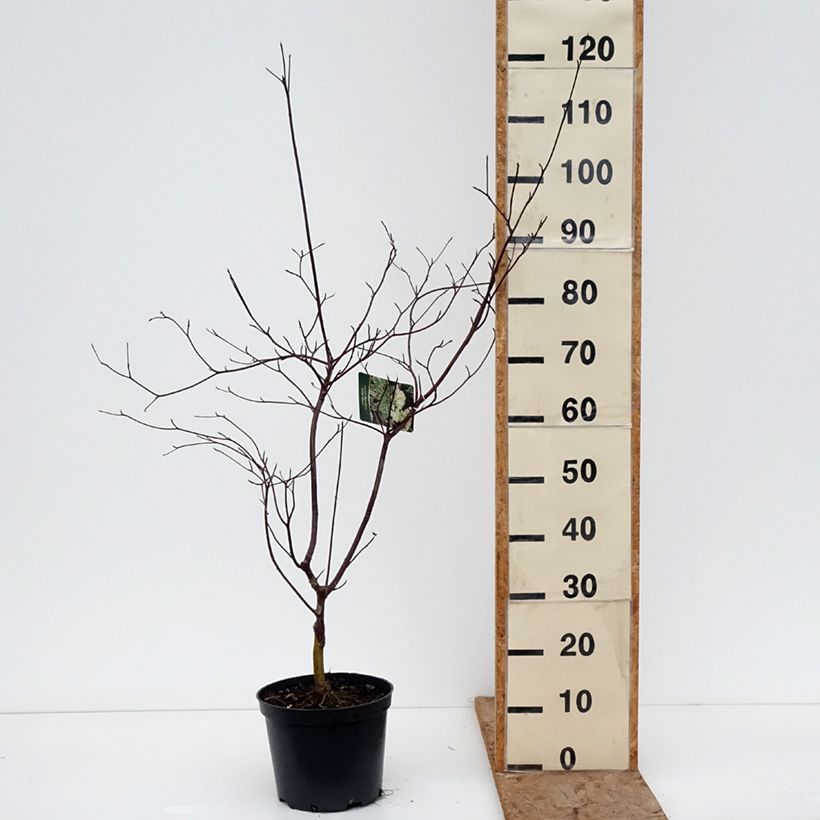 Cornus alternifolia Silver Giant Vaso da 4L/5L esemplare consegnato in inverno