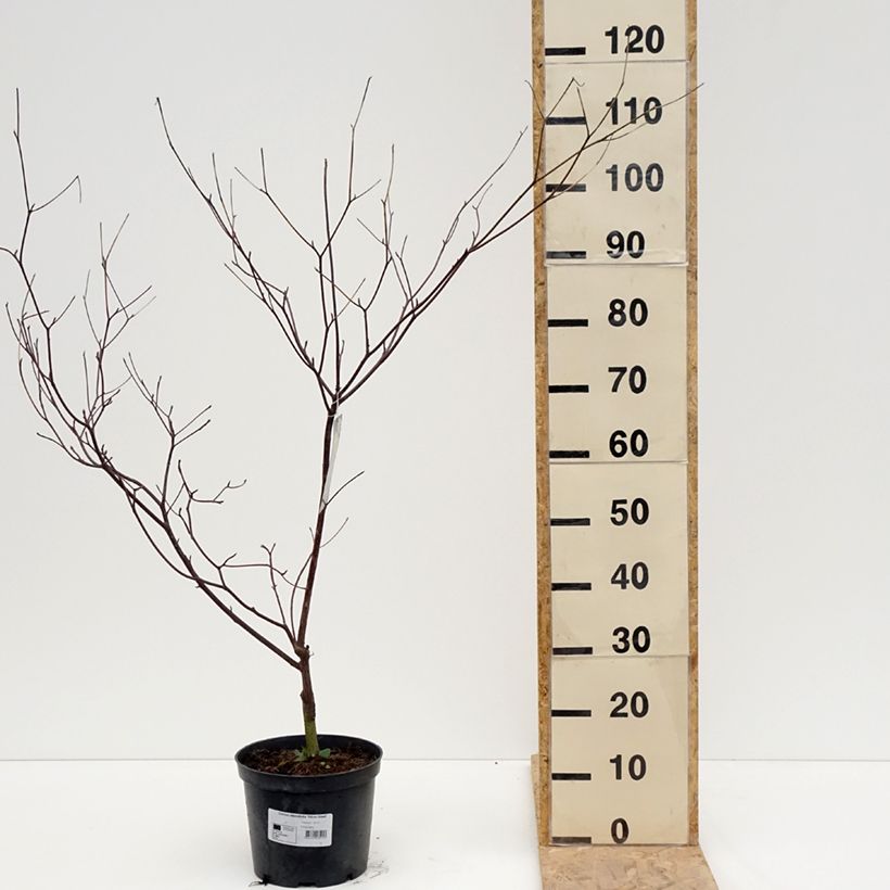 Cornus alternifolia Silver Giant - Cornouiller à feuilles alternes Vaso da 4L/5L esemplare consegnato in primavera
