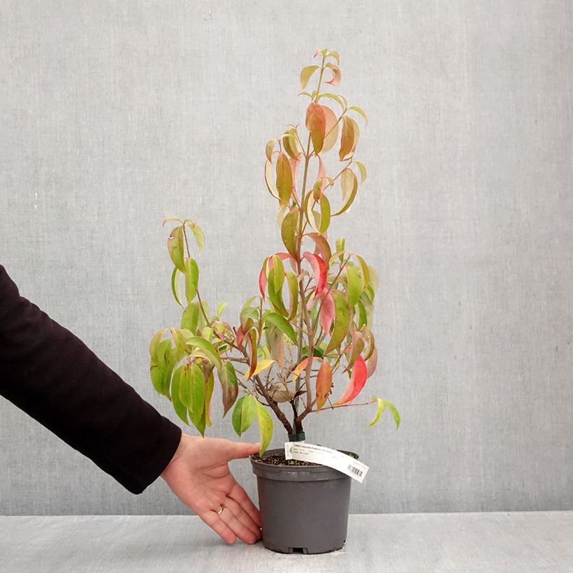 Esemplare di Cornus angustata Empress of China Vaso da 2L/3L come consegnato in autunno