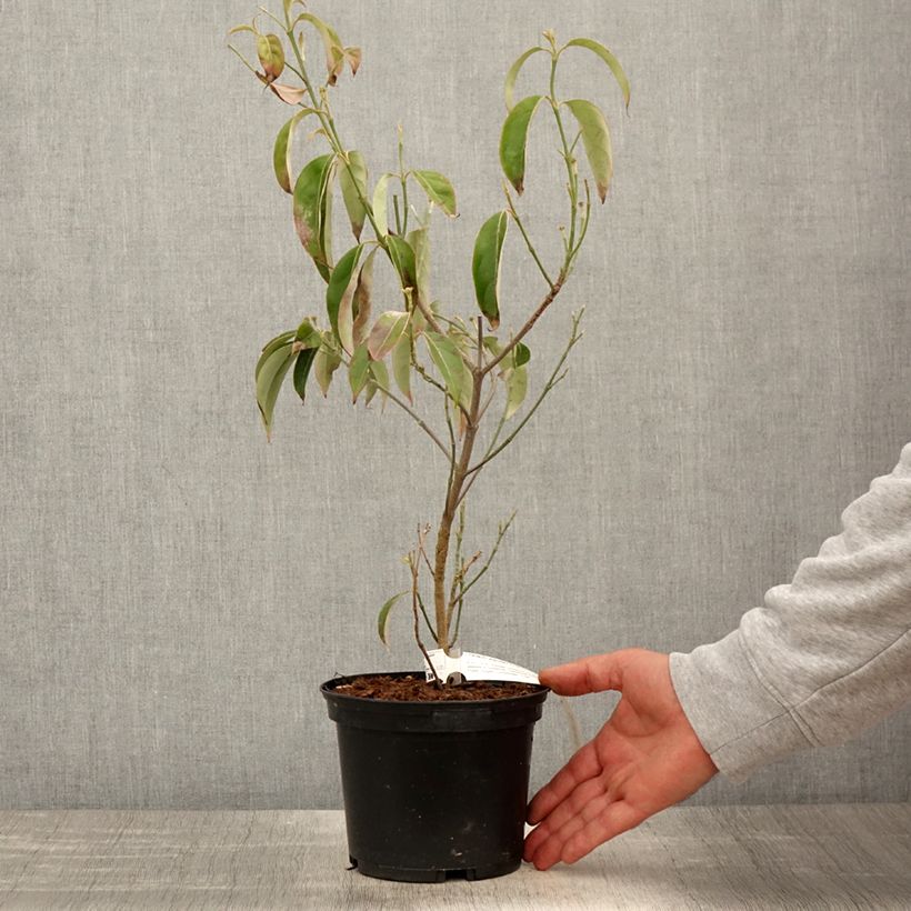 Cornus angustata Empress of China Vaso da 2L/3L esemplare consegnato in primavera