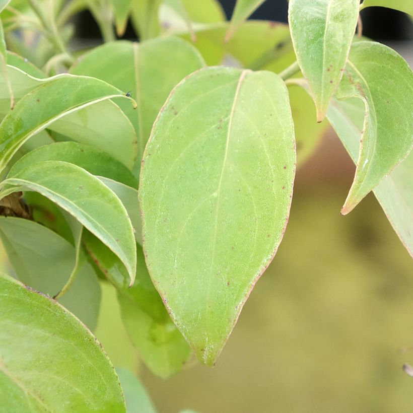 Cornus angustata Empress of China (Fogliame)