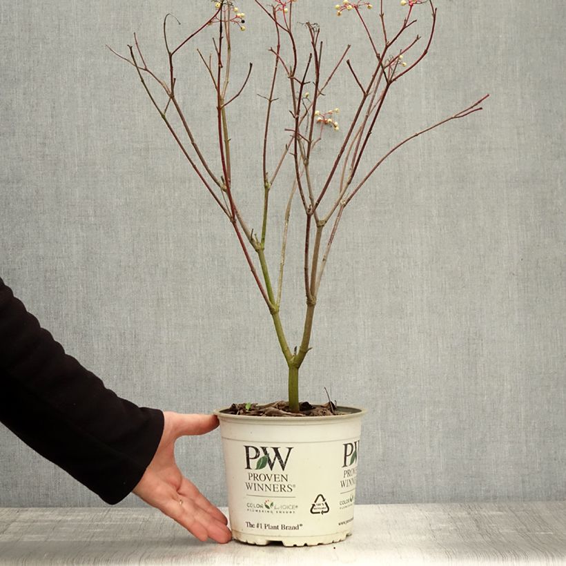 Esemplare di Cornus asperifolia var. drummondii Sunshiny Drops Vaso da 2L/3L come consegnato in autunno