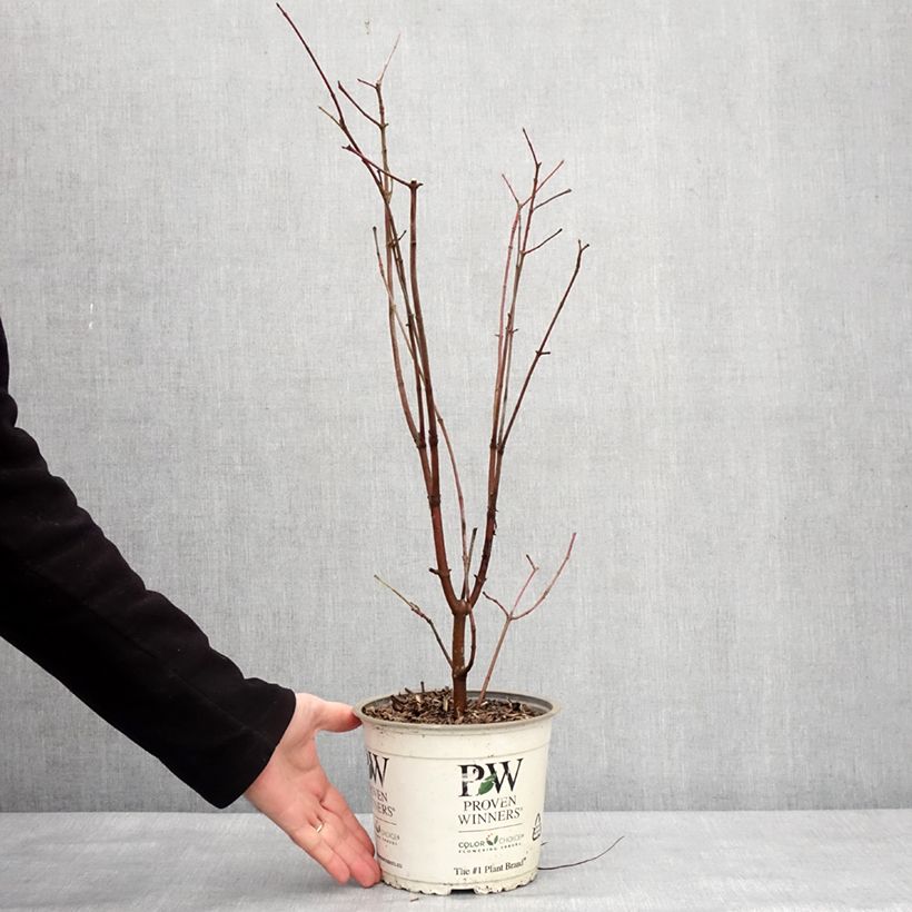 Cornus asperifolia var. drummondii Sunshiny Drops Vaso da 2L/3L esemplare consegnato in inverno