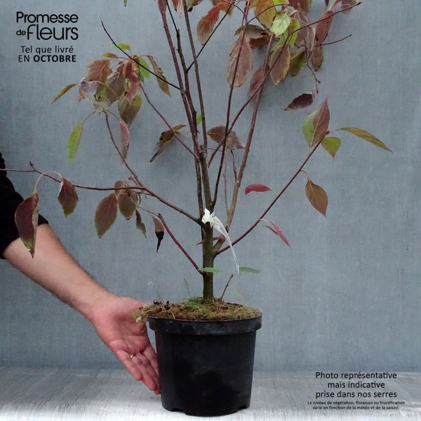 Esemplare di Cornus controversa Vaso da 4L/5L come consegnato in autunno