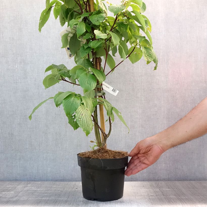 Esemplare di Cornus controversa Pagoda Vaso da 4L/5L consegnato in estate