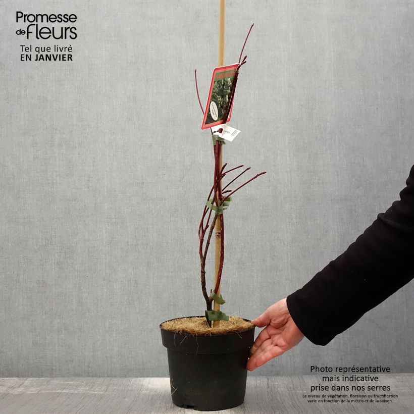Cornus controversa Pagoda Vaso da 4L/5L esemplare consegnato in inverno