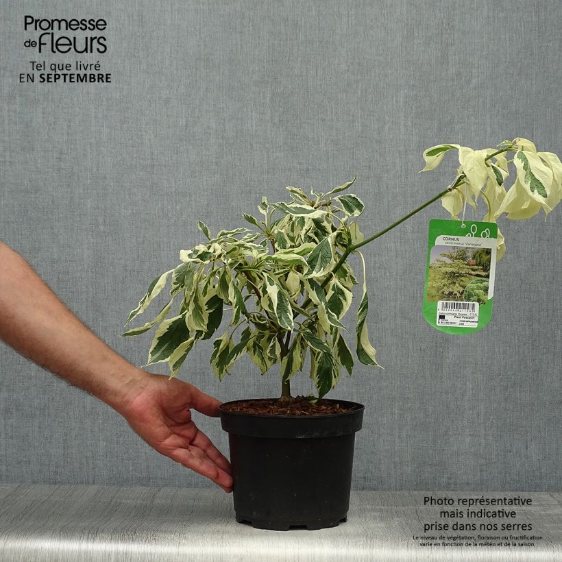 Esemplare di Cornus controversa Variegata Vaso da 4L/5L come consegnato in autunno