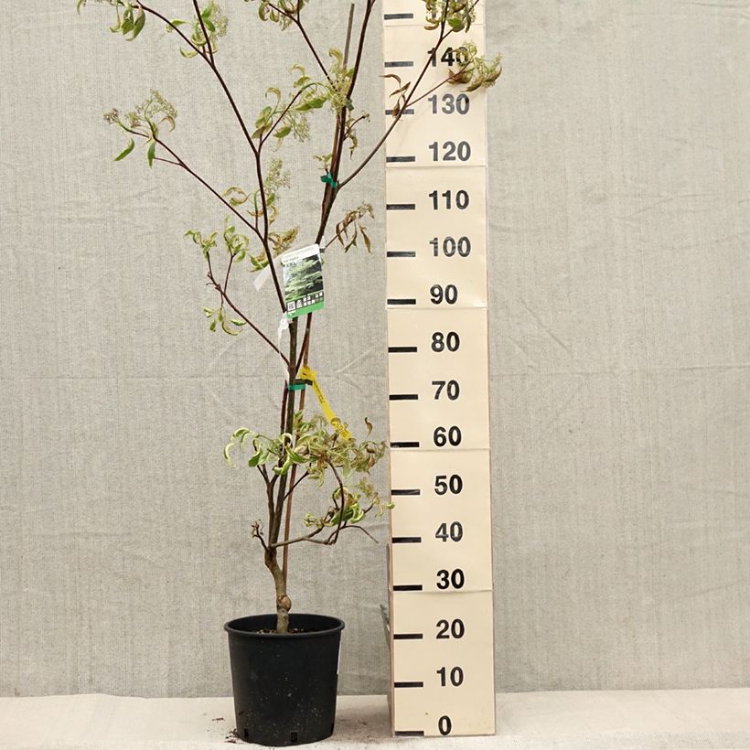 Cornus controversa Variegata Vaso da 7,5L/10L esemplare consegnato in primavera