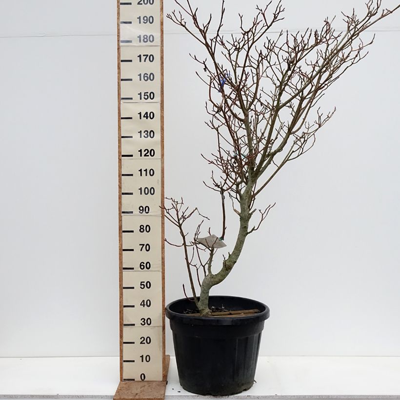 Cornus controversa Variegata Vaso da 50L/55L esemplare consegnato in inverno