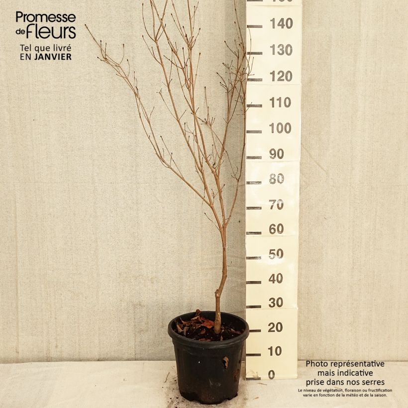 Cornus florida Cherokee Chief Vaso da 7,5L/10L esemplare consegnato in inverno