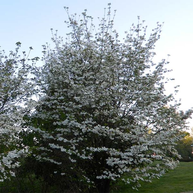 Cornus florida Cloud Nine (Porto)