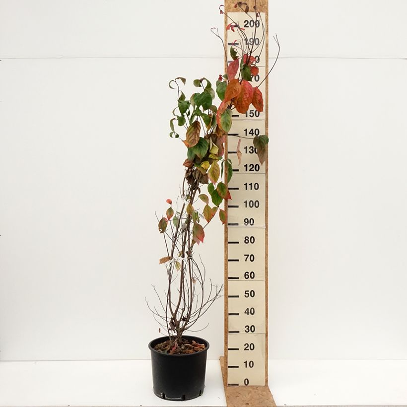 Esemplare di Cornus florida Vaso da 18L/20L come consegnato in autunno