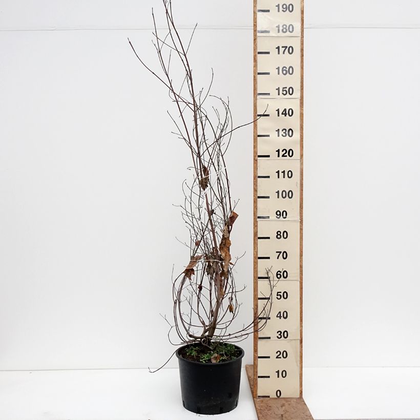 Cornus florida Vaso da 18L/20L esemplare consegnato in inverno