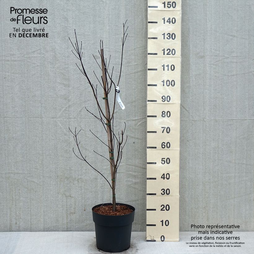 Esemplare di Cornus florida Vaso da 7,5L/10L come consegnato in autunno